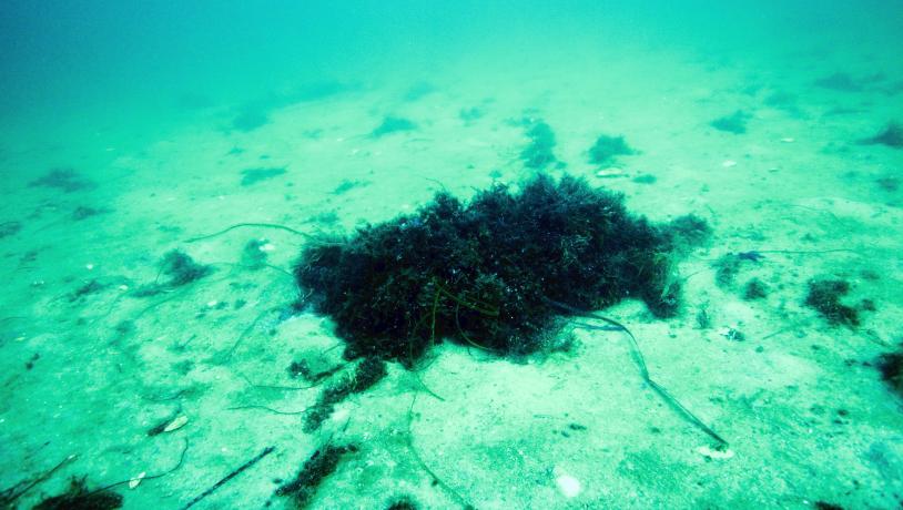 UNDERVANDSFOTOGRAFIER AF HÅRD SAND- OG GRUSBUND OG SPREDTE STEN