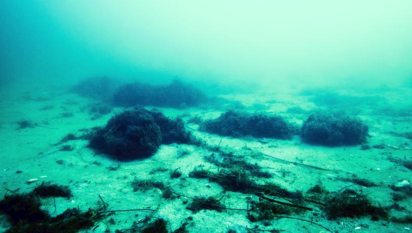 UNDERVANDSFOTOGRAFIER AF HÅRD SAND- OG GRUSBUND OG SPREDTE STEN