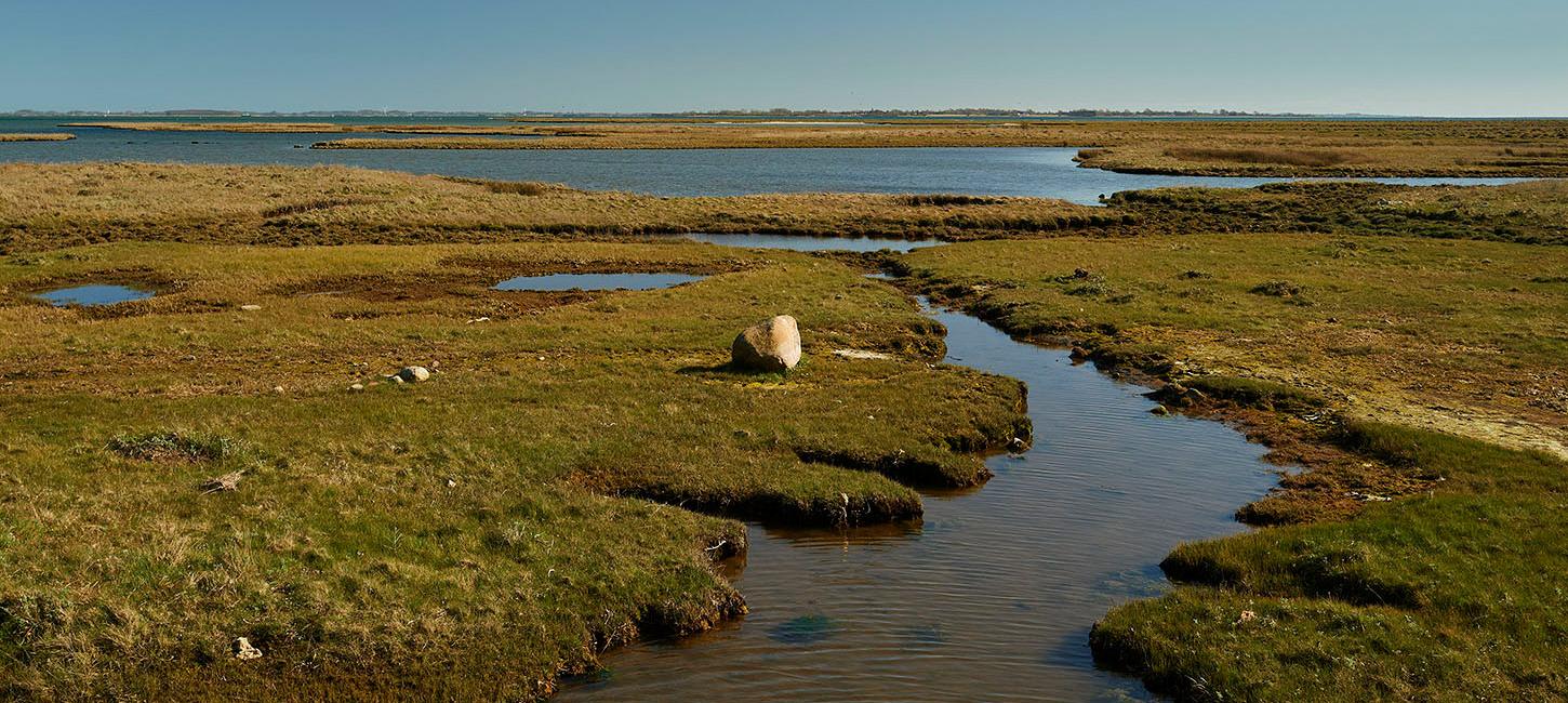 Monnet med Danmarks fineste strandenge ligger på Sydtåsinge