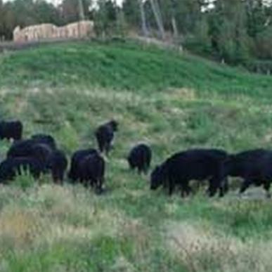 På rideturen gennem Svanninge Bjerge kan man ikke undgå at se det smukke kvæg, som afgræsser arealerne.